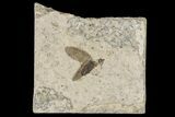 Fossil March Fly (Plecia) - Green River Formation #154506-1